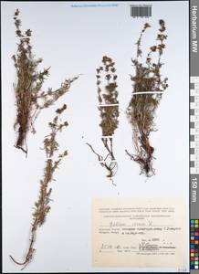 Подмаренник настоящий L., Монголия (MONG) (Монголия)