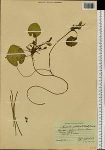 Болотоцветник щитковый (S. G. Gmel.) Kuntze, Сибирь, Дальний Восток (S6) (Россия)