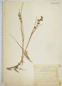 Шейхцерия болотная L., Сибирь, Дальний Восток (S6) (Россия)