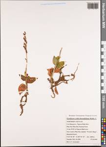 Goodyera schlechtendaliana Rchb.f., Зарубежная Азия (ASIA) (Вьетнам)