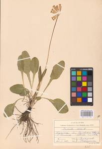 Первоцвет весенний L., Восточная Европа, Западный район (E3) (Россия)