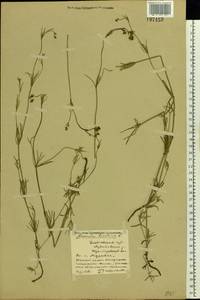 Asperula tinctoria L., Восточная Европа, Средневолжский район (E8) (Россия)