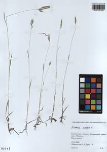 Bromus hordeaceus subsp. hordeaceus, Сибирь, Алтай и Саяны (S2) (Россия)