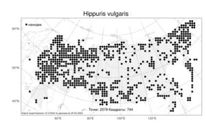 Hippuris vulgaris, Хвостник обыкновенный, Водяная сосенка L., Атлас флоры России (FLORUS) (Россия)