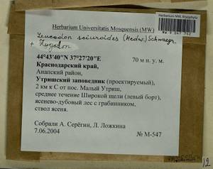 Leucodon sciuroides (Hedw.) Schwägr., Гербарий мохообразных, Мхи - Северный Кавказ и Предкавказье (B12) (Россия)