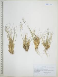 Ковылечек альпийский (F.Schmidt) Sipliv., Сибирь, Дальний Восток (S6) (Россия)