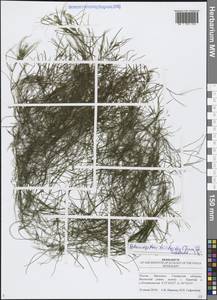 Рдест волосовидный Cham. & Schltdl., Восточная Европа, Средневолжский район (E8) (Россия)