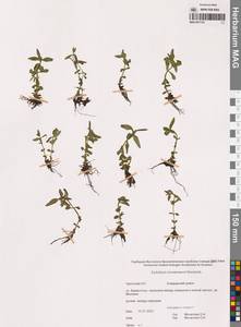 Кипрей Хорнемана, Кипрей Горнемана Rchb., Сибирь, Чукотка и Камчатка (S7) (Россия)