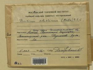 Abietinella abietina (Hedw.) M. Fleisch., Гербарий мохообразных, Мхи - Средняя Азия и Казахстан (B16) (Казахстан)