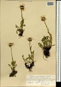 Tanacetum pulchrum (Ledeb.) Sch. Bip., Монголия (MONG) (Монголия)