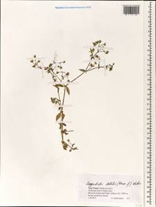 Odontostemma glandulosa Benth., Зарубежная Азия (ASIA) (Непал)