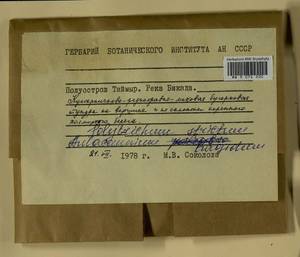 Aulacomnium turgidum (Wahlenb.) Schwägr., Гербарий мохообразных, Мхи - Красноярский край, Тыва и Хакасия (B17) (Россия)