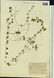 Линнея северная L., Сибирь, Центральная Сибирь (S3) (Россия)