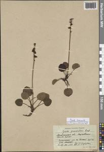 Pyrola asarifolia subsp. incarnata (DC.) A. E. Murray, Сибирь, Чукотка и Камчатка (S7) (Россия)