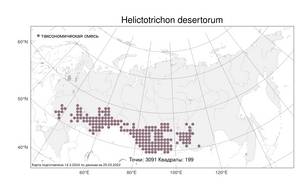 Helictotrichon desertorum, Овсец пустынный (Less.) Pilg., Атлас флоры России (FLORUS) (Россия)