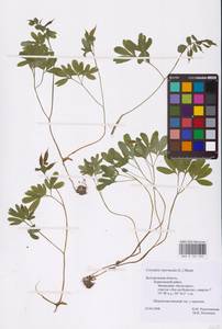 Хохлатка промежуточная, Хохлатка средняя (L.) Mérat, Восточная Европа (без точных пунктов) (E0)