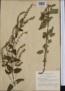 Teucrium scorodonia L., Западная Европа (EUR) (Италия)