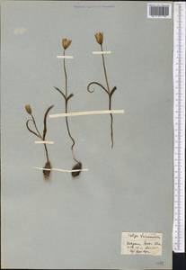 Тюльпан двуцветковый Pall., Средняя Азия и Казахстан, Каракумы (M6) (Туркмения)