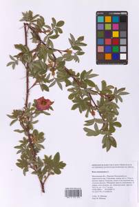 Шиповник майский Herrm., Восточная Европа, Московская область и Москва (E4a) (Россия)