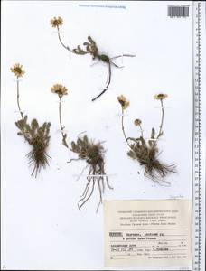 Asteraceae, Средняя Азия и Казахстан, Памир и Памиро-Алай (M2) (Киргизия)