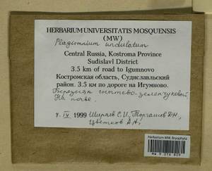 Plagiomnium undulatum (Hedw.) T.J. Kop., Гербарий мохообразных, Мхи - Центральное Нечерноземье (B6) (Россия)