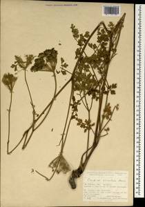 Katapsuxis silaifolia (Jacq.) Reduron, Charpin & Pimenov, Зарубежная Азия (ASIA) (Турция)