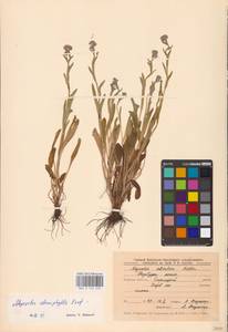 MHA 0 153 449, Myosotis alpestris subsp. suaveolens (Waldst. & Kit. ex Willd.) Strid, Восточная Европа, Центральный лесостепной район (E6) (Россия)