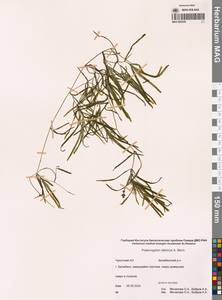 Рдест сибирский A.Benn., Сибирь, Чукотка и Камчатка (S7) (Россия)
