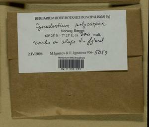 Cynodontium polycarpon (Hedw.) Schimp., Гербарий мохообразных, Мхи - Западная Европа (BEu) (Норвегия)