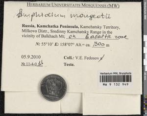 Amphidium mougeotii (Bruch & Schimp.) Schimp., Гербарий мохообразных, Мхи - Чукотка и Камчатка (B21) (Россия)