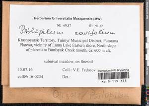 Psilopilum cavifolium (Wilson) I. Hagen, Гербарий мохообразных, Мхи - Красноярский край, Тыва и Хакасия (B17) (Россия)
