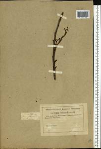 Ольха клейкая, Ольха черная (L.) Gaertn., Восточная Европа, Нижневолжский район (E9) (Россия)