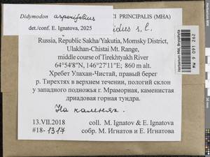 Husnotiella asperifolia (Mitt.) J.A. Jiménez & M.J. Cano, Гербарий мохообразных, Мхи - Якутия (B19) (Россия)