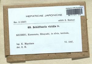 Schiffneria hyalina Steph., Гербарий мохообразных, Мхи - Азия (вне границ бывшего СССР) (BAs) (Япония)