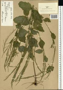 Сурепка прямая, Сурепка сжатая Andrz., Восточная Европа, Центральный район (E4) (Россия)