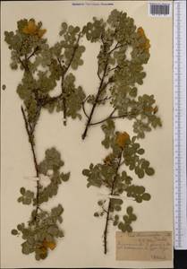 Шиповник колючейший, Шиповник бедренцелистный L., Средняя Азия и Казахстан, Северный и Центральный Тянь-Шань (M4) (Казахстан)