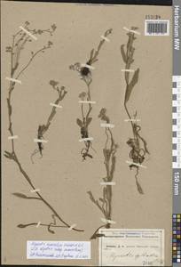 Myosotis alpestris subsp. suaveolens (Waldst. & Kit. ex Willd.) Strid, Восточная Европа, Центральный лесостепной район (E6) (Россия)