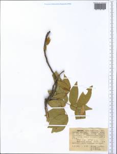 Magnoliopsida, Африка (AFR) (Эфиопия)