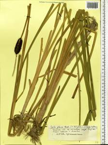 Typha × glauca Godr., Восточная Европа, Центральный район (E4) (Россия)