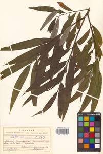 Ива Шверина E.L.Wolf, Сибирь, Дальний Восток (S6) (Россия)