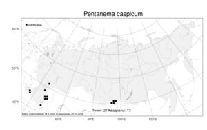Pentanema caspicum (F. K. Blum ex Ledeb.) G. V. Boiko, Korniy. & Mosyakin, Атлас флоры России (FLORUS) (Россия)