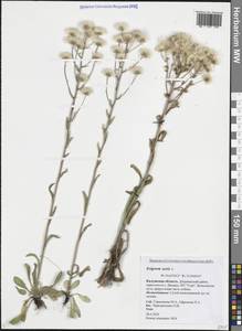 Мелколепестник едкий L., Восточная Европа, Центральный район (E4) (Россия)