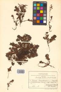 Камнеломка шерлериевидная D. Don, Сибирь, Дальний Восток (S6) (Россия)