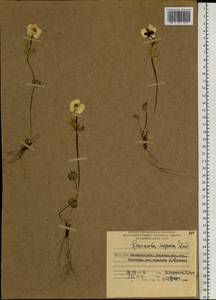 Лютик серножелтый Sol., Сибирь, Чукотка и Камчатка (S7) (Россия)