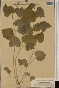 Чесночница черешковая (M.Bieb.) Cavara & Grande, Западная Европа (EUR) (Румыния)