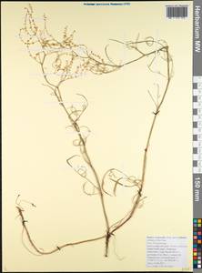 Щавель щавельковидный (Balansa) Den Nijs, Кавказ, Краснодарский край и Адыгея (K1a) (Россия)