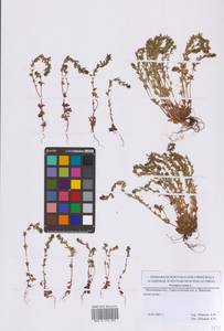 Вероника весенняя L., Восточная Европа, Московская область и Москва (E4a) (Россия)