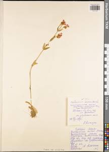 Centaurium erythraea subsp. erythraea, Восточная Европа, Центральный район (E4) (Россия)
