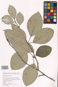 Тополь душистый Fisch., Сибирь, Дальний Восток (S6) (Россия)