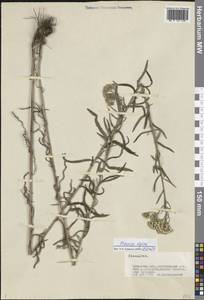 Achillea alpina subsp. alpina, Сибирь, Прибайкалье и Забайкалье (S4) (Россия)